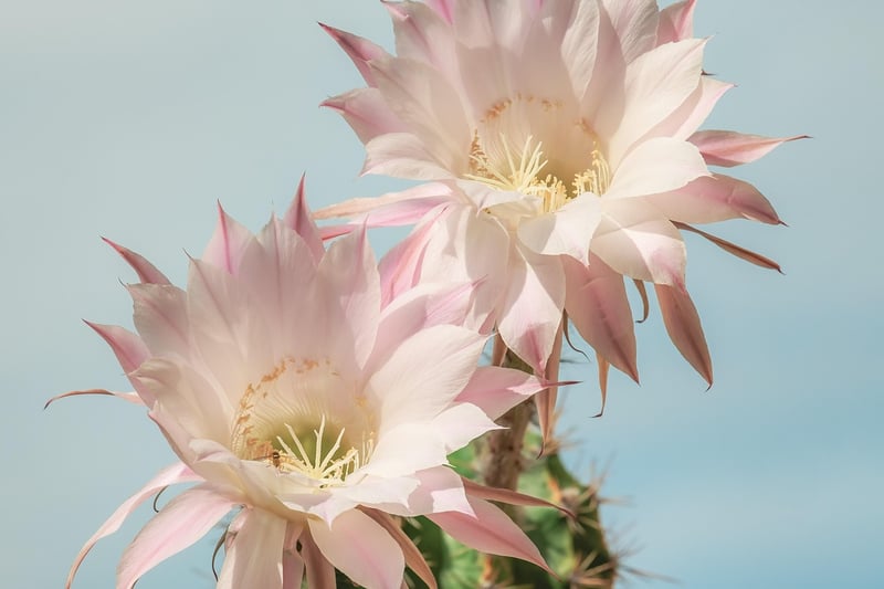 Dancing Bones Cactus