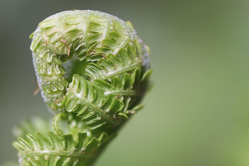 Fairy Fern